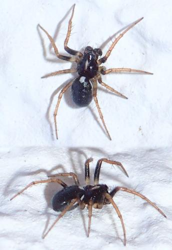 Réf. 286 418 : Hypsosinga albovittata